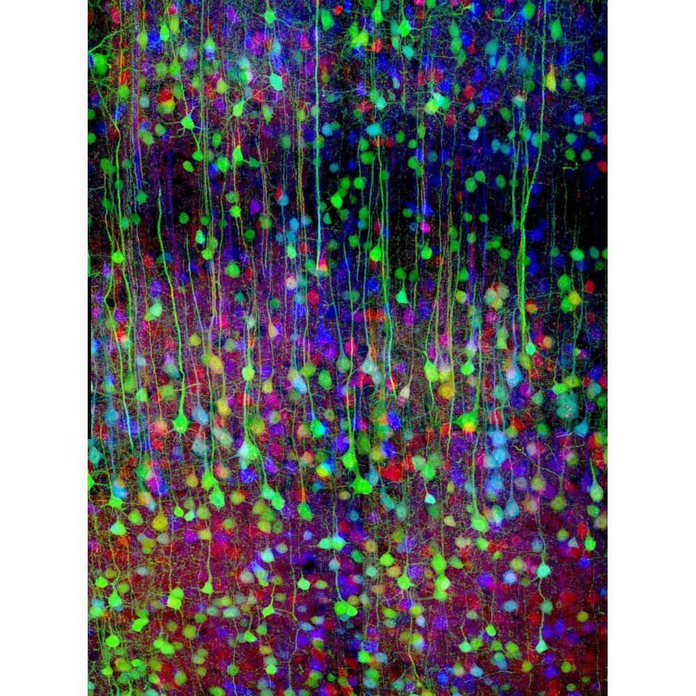 Multicolored "Brainbow" microscopic image showing a dense web of neurons illuminated in glowing green, blue, purple, and red hues. (Alt-text generated by AI)
