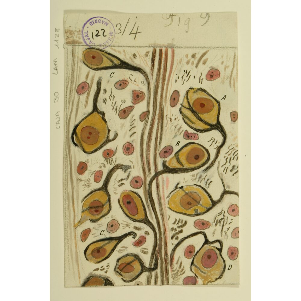 Scientific drawing featuring bulbous yellow neural structures and connective fibers on aged parchment paper. (Alt-text generated by AI)