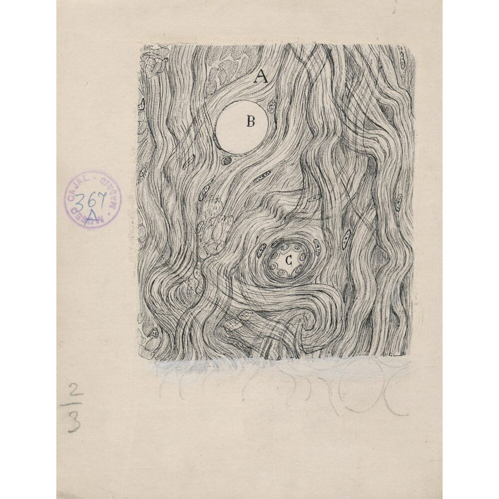 Detailed ink drawing illustrating cellular structures and swirling tissue patterns around a central circular cell form. (Alt-text generated by AI)