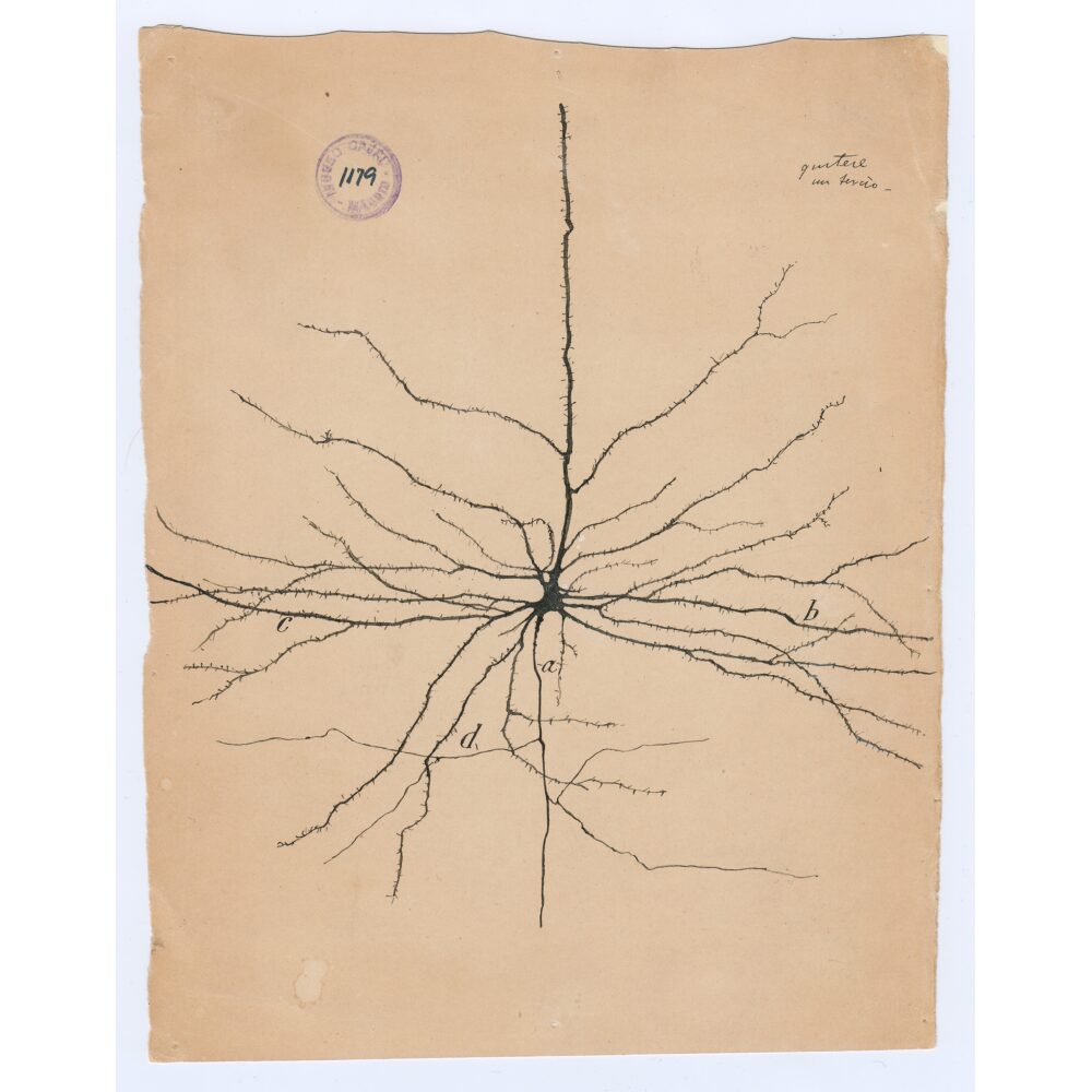 Classic ink drawing of a single pyramidal neuron showcasing intricate branching dendrites extending outward. (Alt-text generated by AI)
