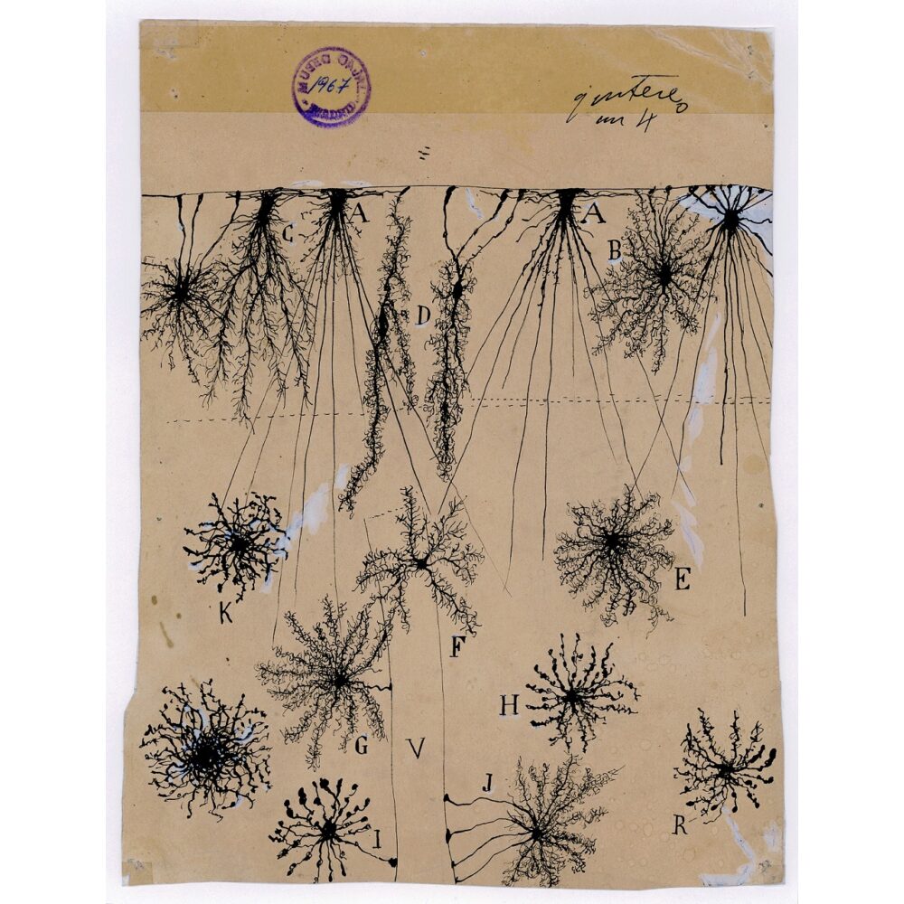 Detailed ink illustration showing star-shaped glial cells scattered across a cream background with vertical guide lines. (Alt-text generated by AI)