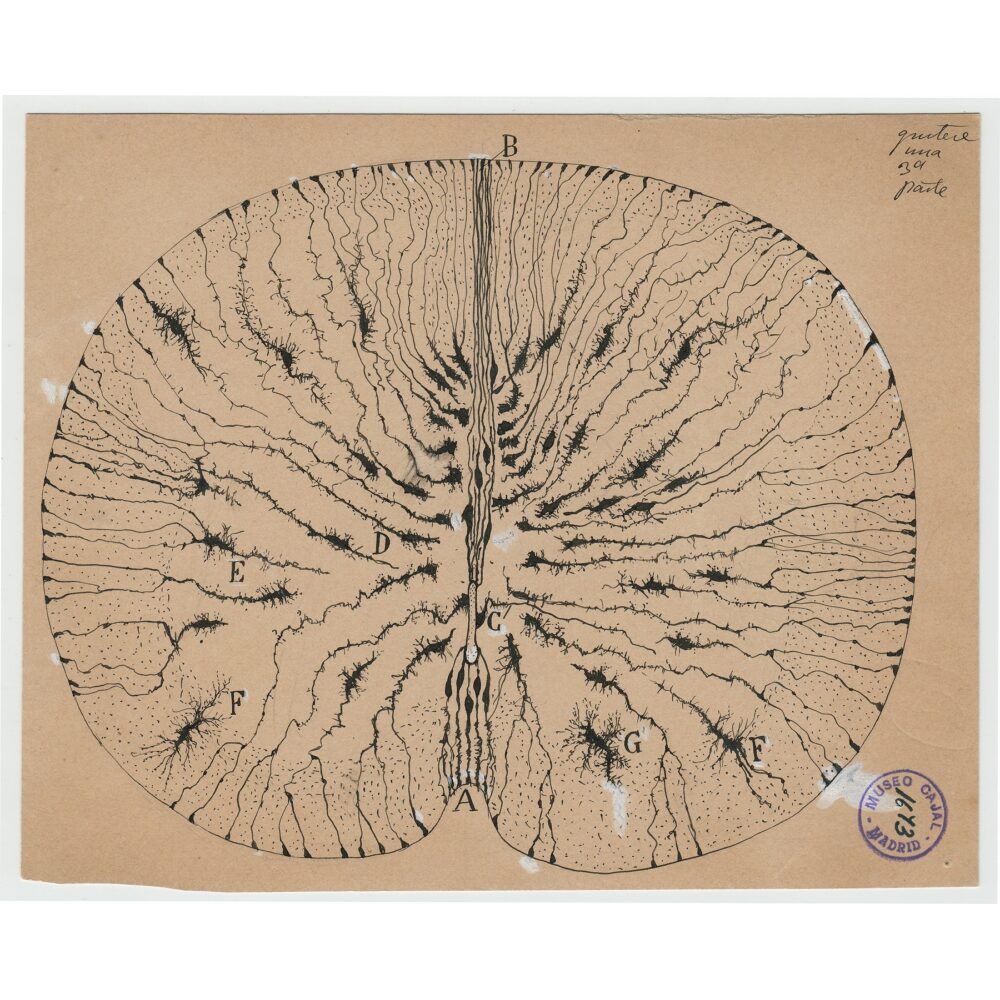 Symmetrical ink diagram displaying a circular arrangement of mouse glial cells radiating outward from a central line. (Alt-text generated by AI)
