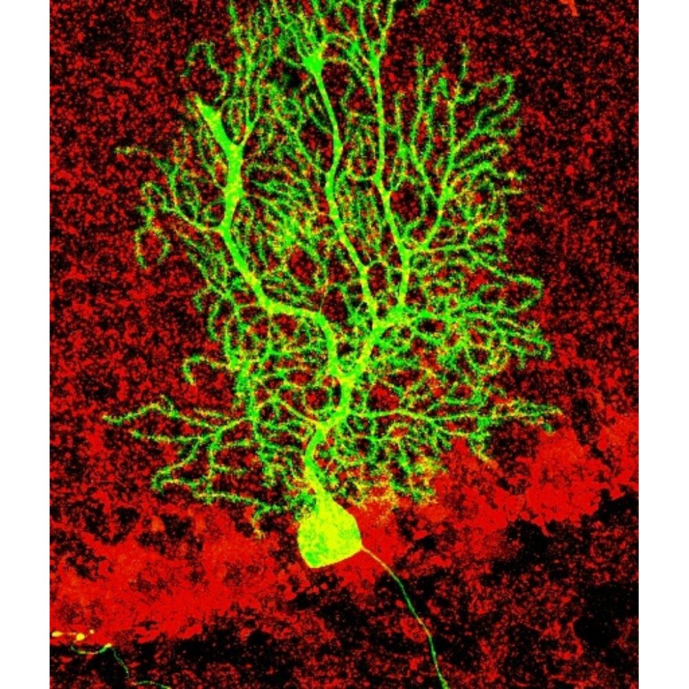 High-contrast fluorescence microscopy image featuring a brilliant green, highly branched Purkinje neuron against a dark red background. (Alt-text generated by AI)