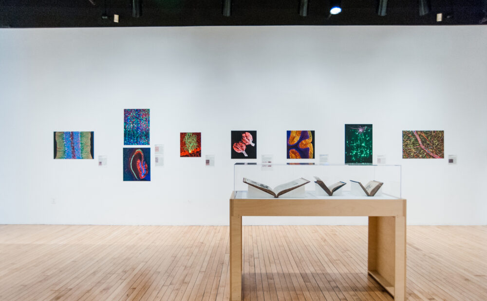 Gallery wall displaying colorful square artwork panels above a wooden display case holding open books under acrylic cover. (Alt-text generated by AI)